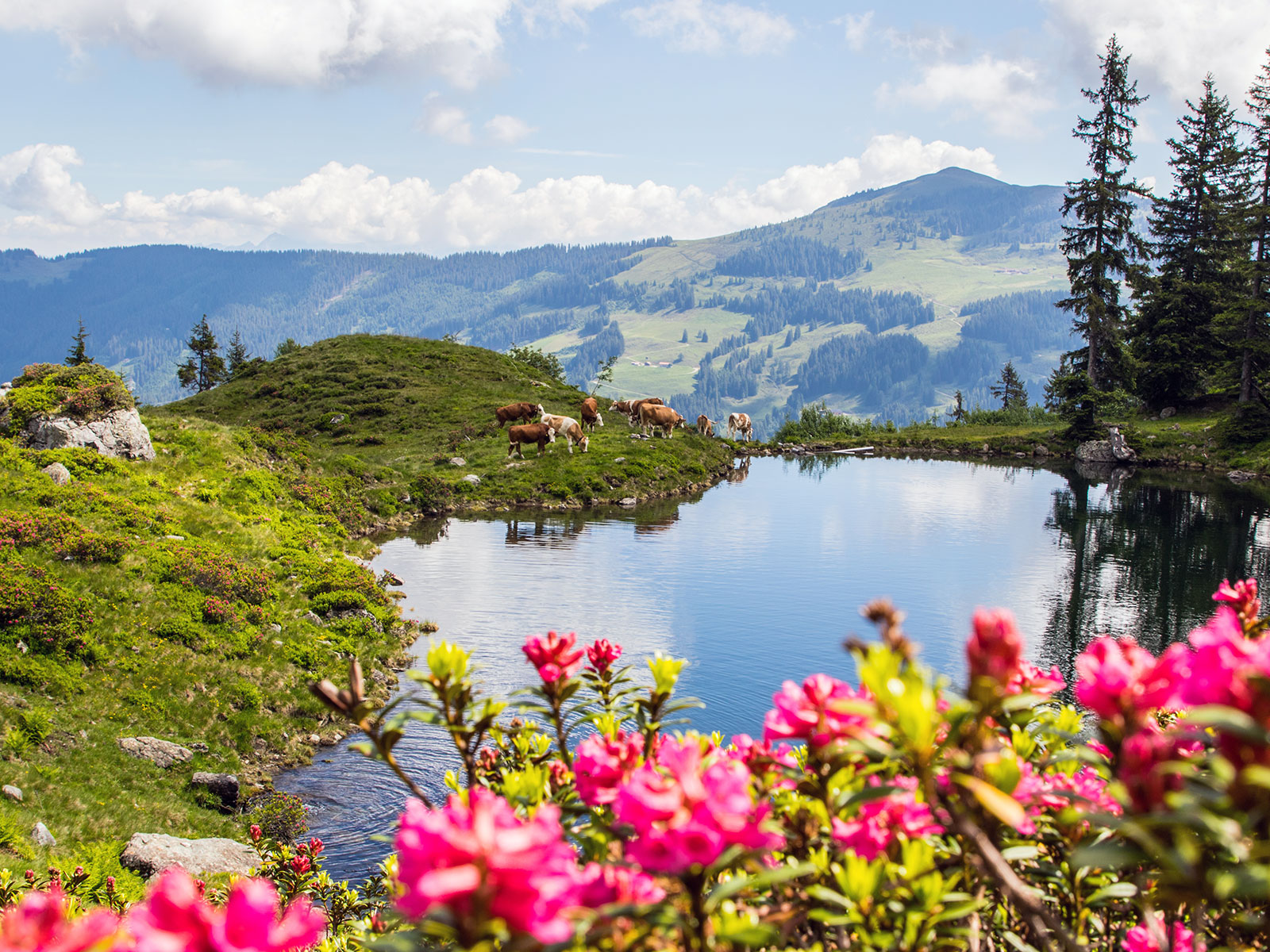 Aktivitäten im Sommer Baumgartenalm (c) Alex Mayr/Wildschönau Tourismus